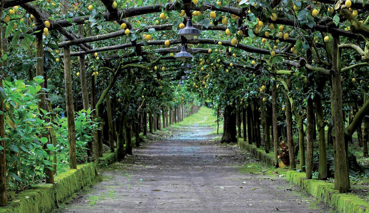 Agriturismo Il Convento Villa Маса Лубрензе Екстериор снимка